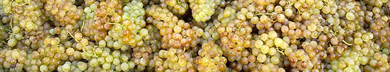 Una ecológica natural para la elaboración de vinos naturales de gama alta
